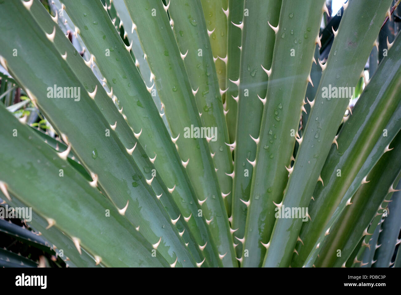 A close up of Pandanus odoratissimus or screw pine thorny green plant