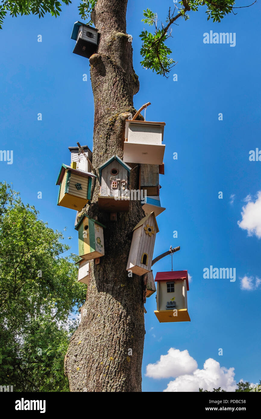 Besting birds hires stock photography and images Alamy