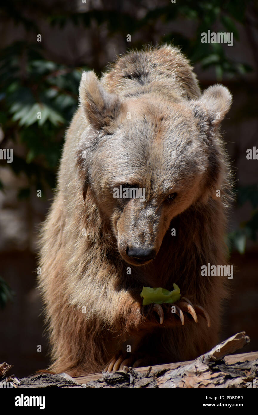 Brown Bear Eating Light Green Pepper with Paw Stock Photo