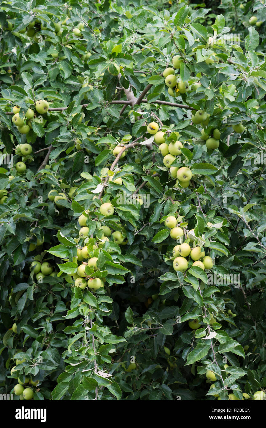 Yellow crab apples hires stock photography and images Alamy
