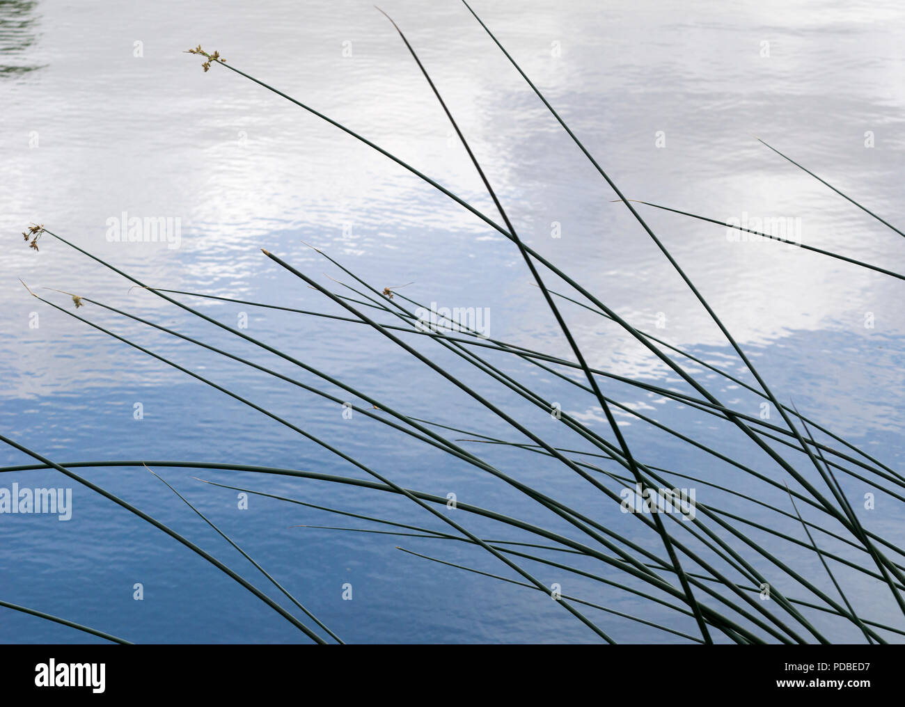 Reeds on water Stock Photo