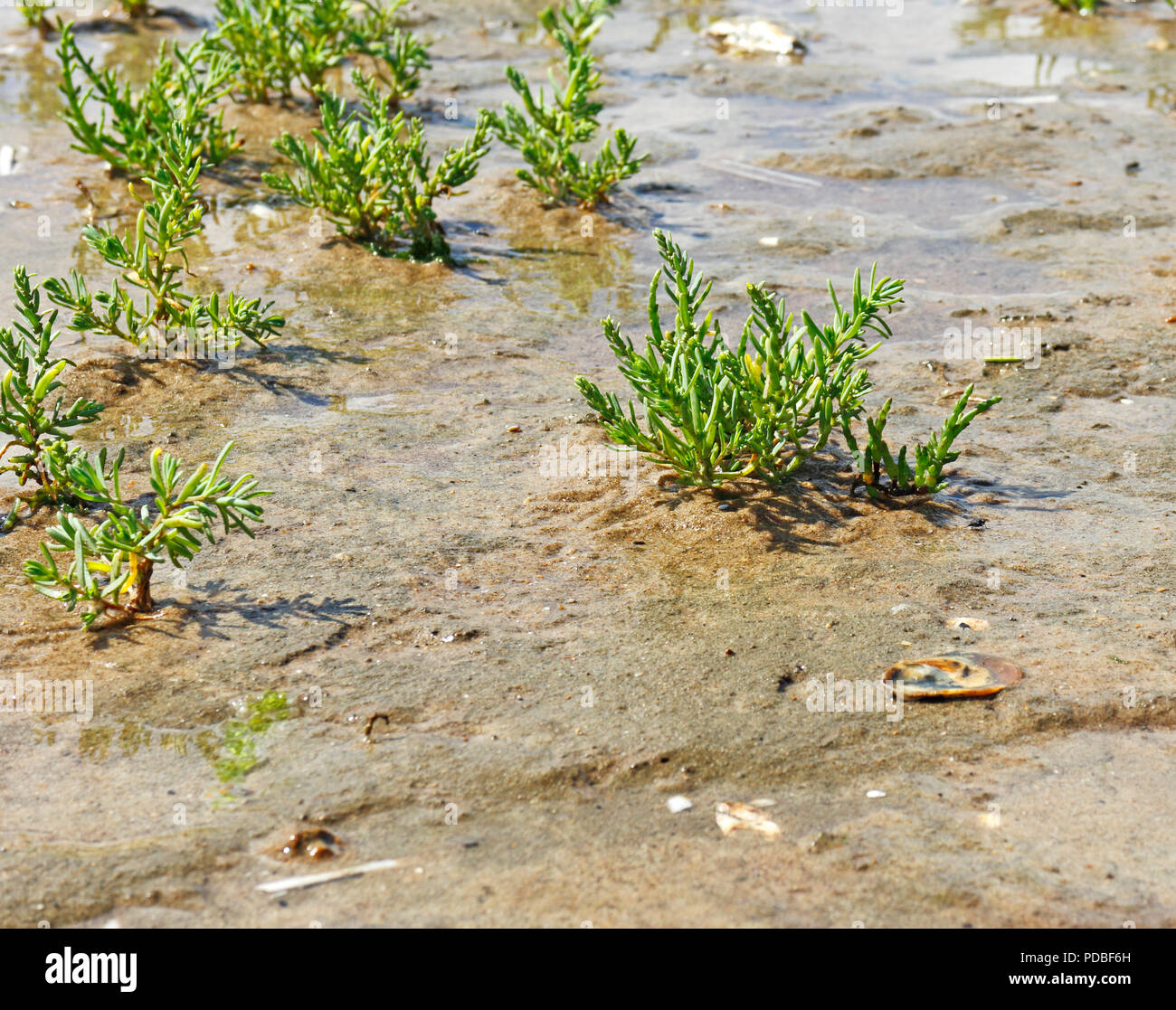 Glasswort, Marsh Samphire, Salicornia europaea, in tidal mud in Overy Creek in North Norfolk at Burnham Overy Staithe, Norfolk, England, UK, Europe. Stock Photo