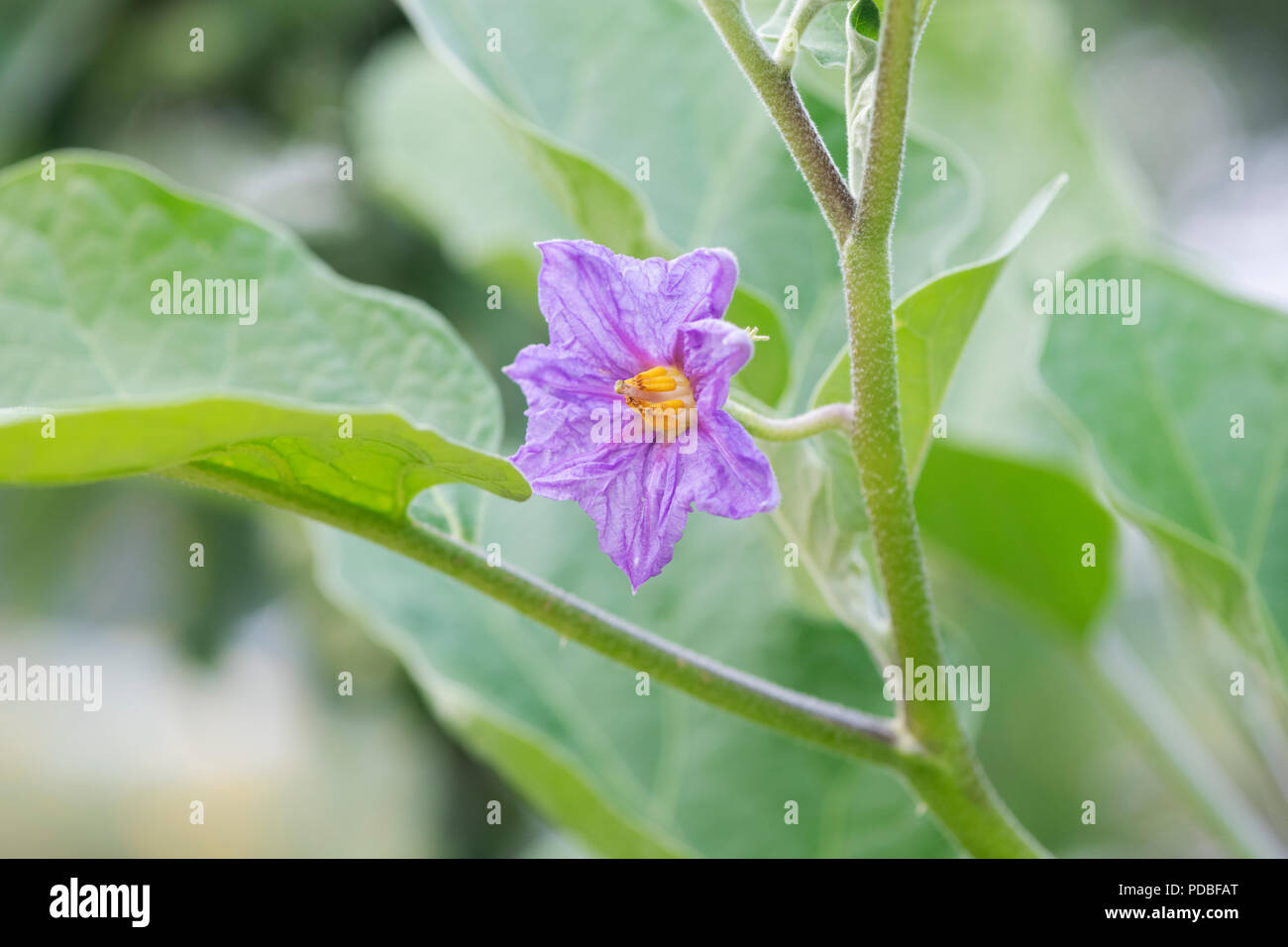 Aubergine flowers hires stock photography and images Alamy