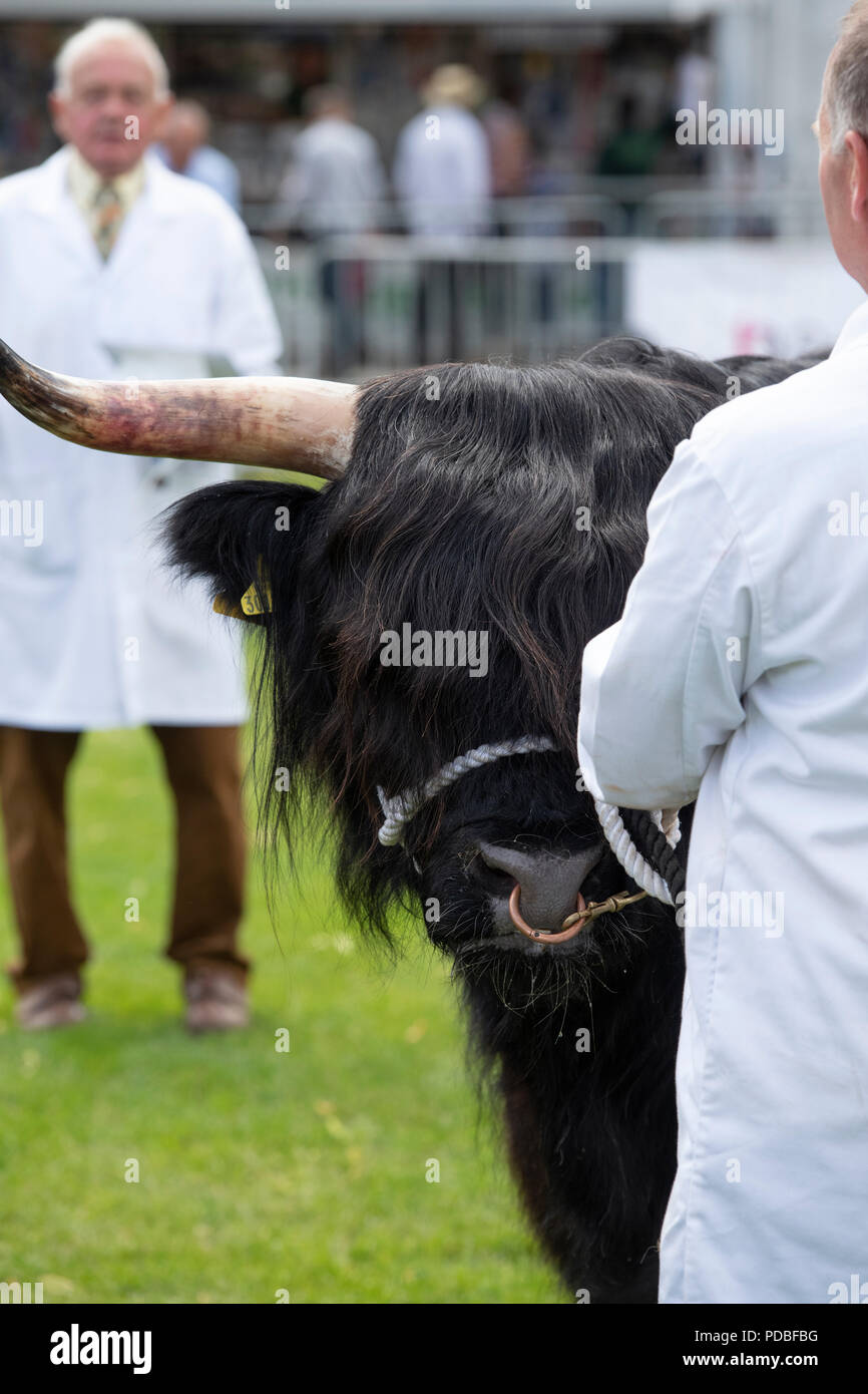 Black highland cow hi-res stock photography and images - Alamy