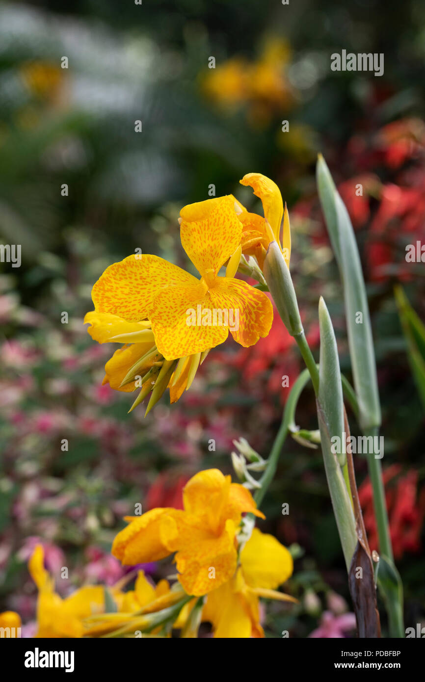 Canna lily ‘Leopoldii’ flower Stock Photo