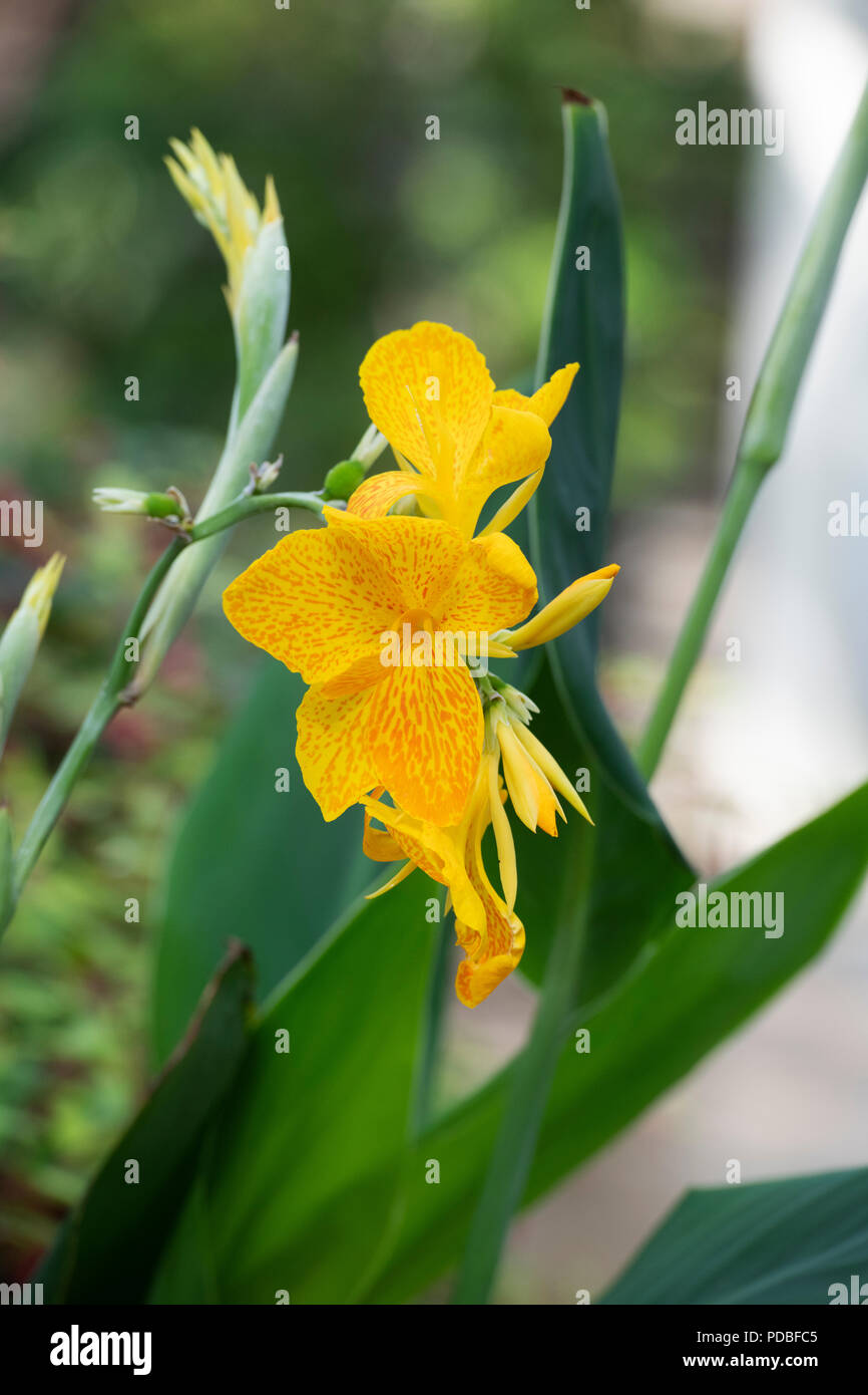 Canna lily ‘Leopoldii’ flower Stock Photo