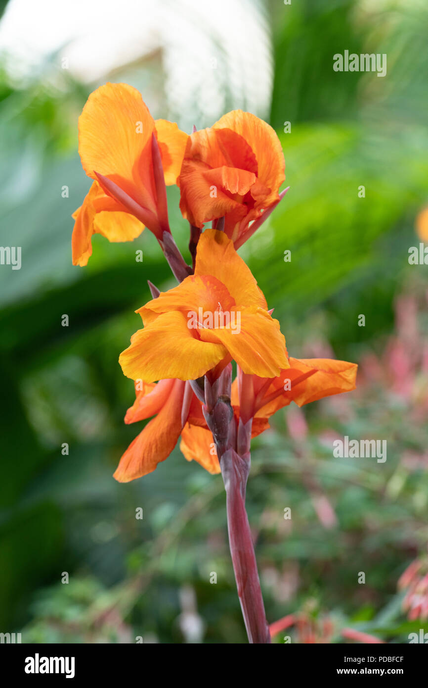 Canna Lily ‘Phasion’. Canna ‘Durban’ flowers Stock Photo