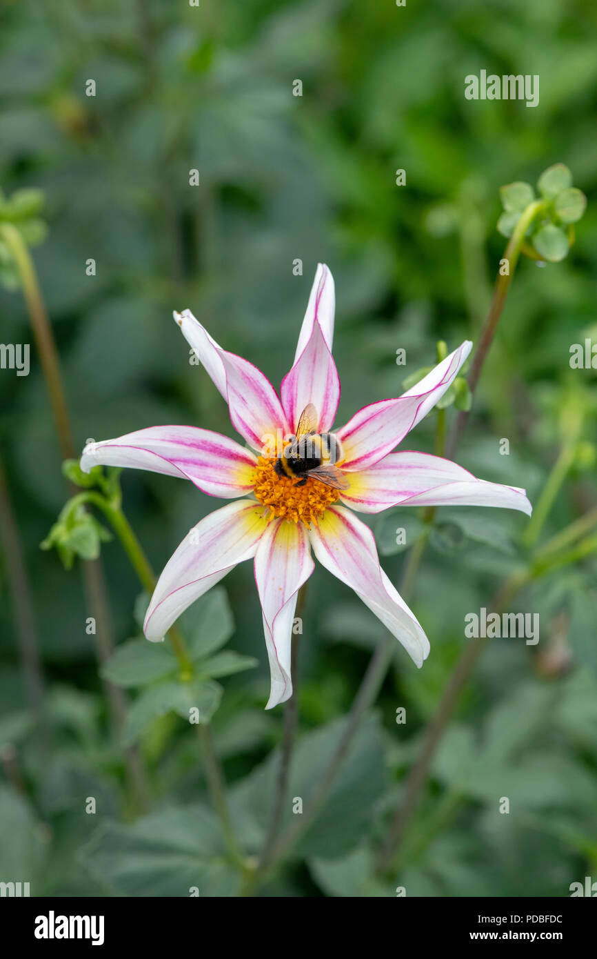 Bombus lucorum. Bumblebee on Dahlia ‘Honka fragile’ flower. Star-shaped dahlia Stock Photo