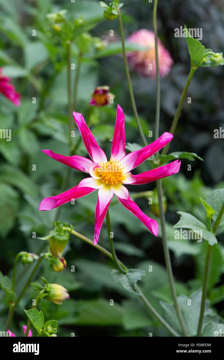 Dahlia ‘Honka surprise’. Starshaped dahlia Stock Photo Alamy