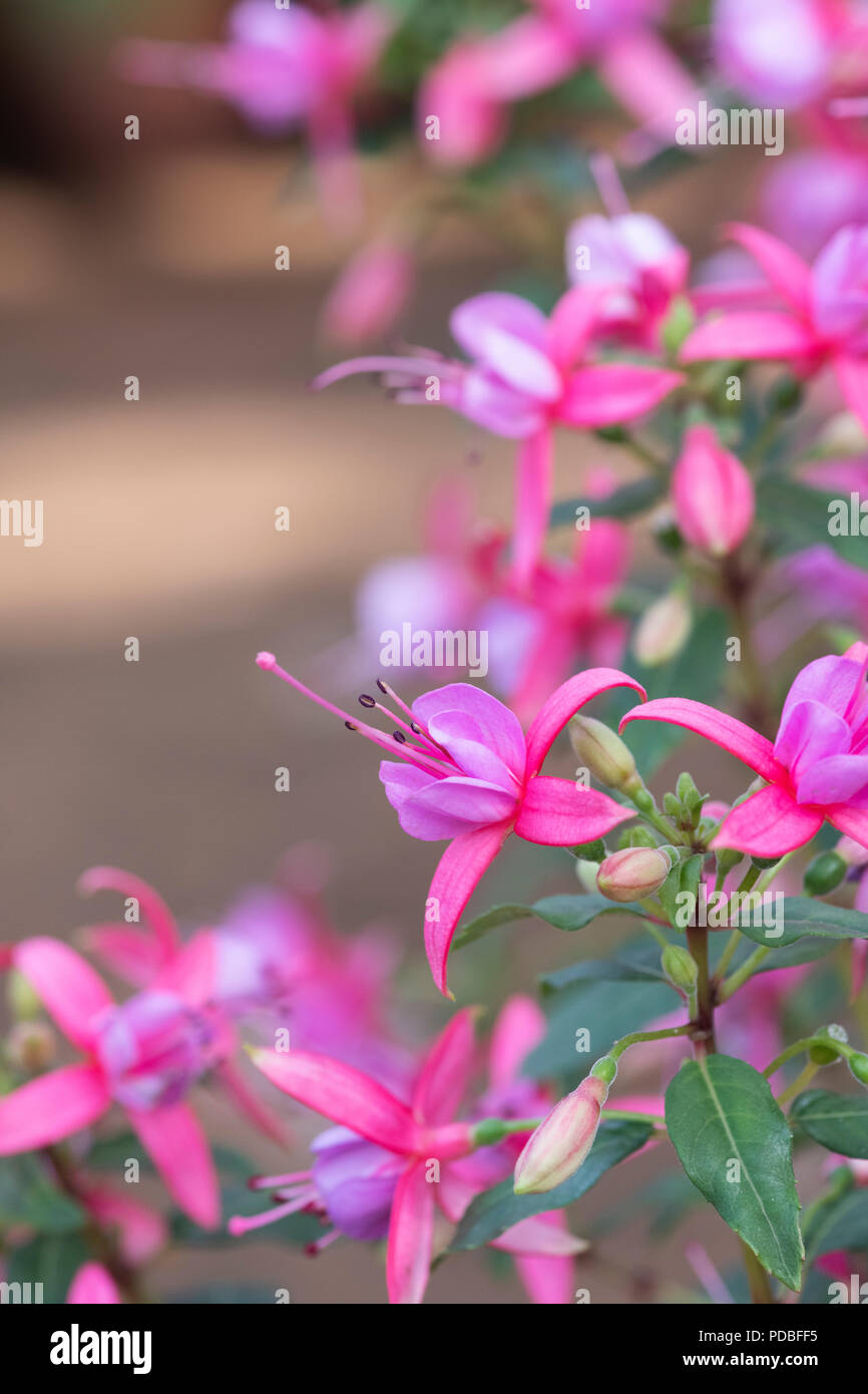 Fuchsia ‘Rose fantasia’ flowers Stock Photo Alamy