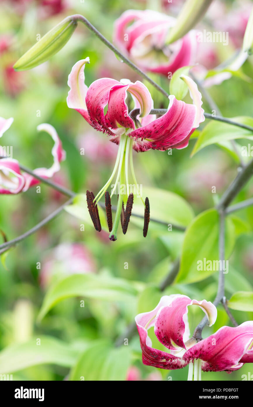 Beauty lily hi-res stock photography and images - Alamy