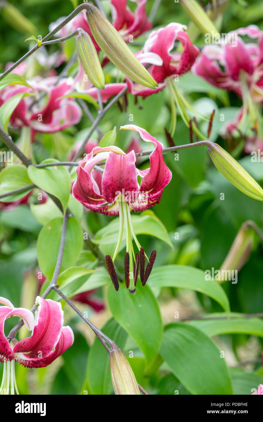 Lilium 'Black Beauty’. Orienpet Lily / Oriental Lily ‘Black Beauty ...