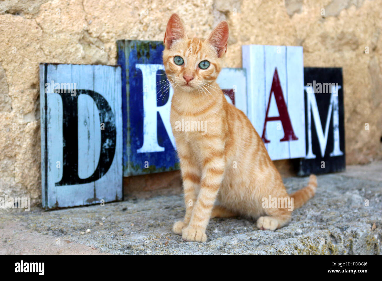 kitten, 3 month old, ginger Stock Photo - Alamy