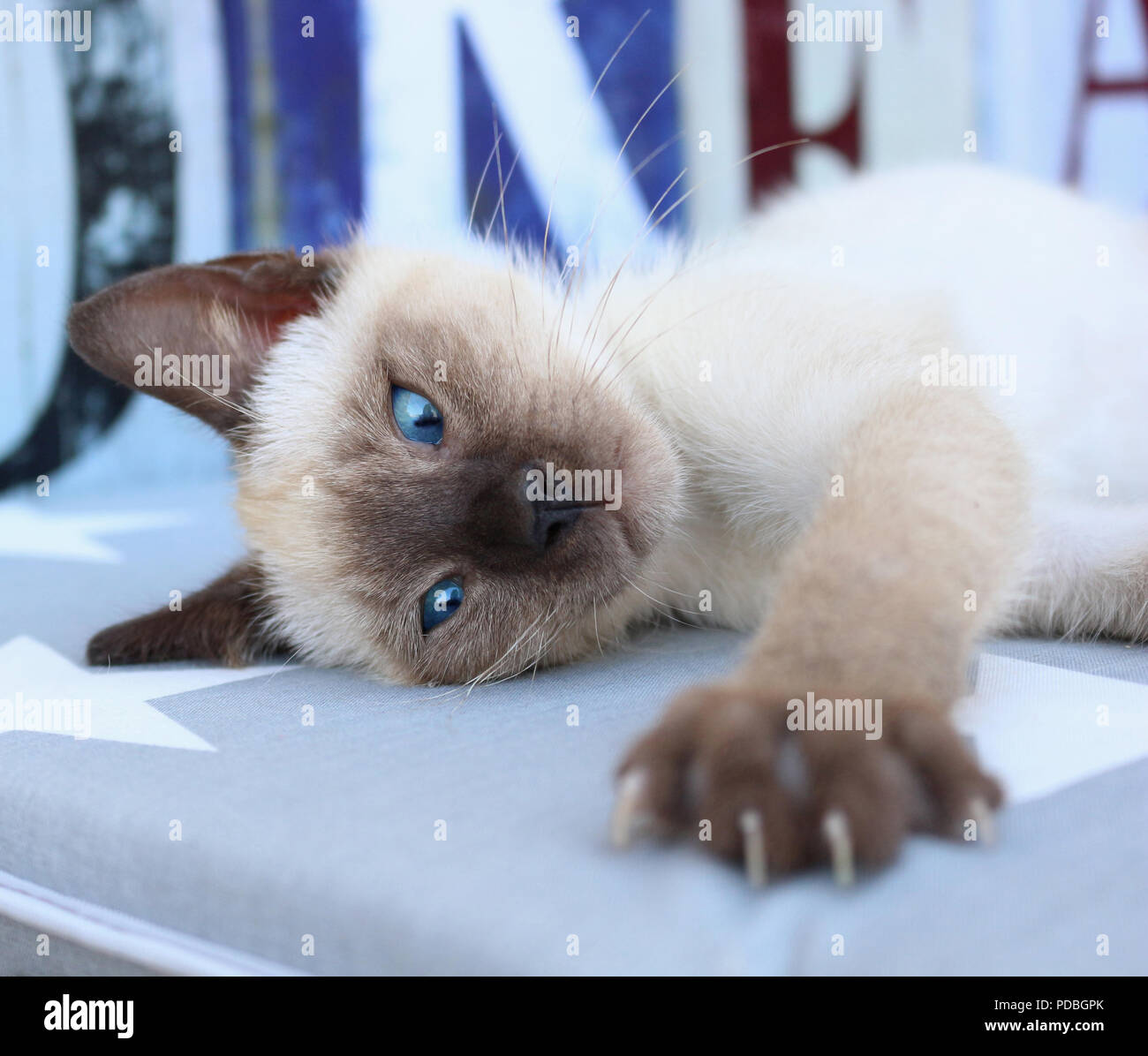 Siamese Kitten Thai 7 Weeks Old Seal Point Stretching His Paw Stock Photo Alamy