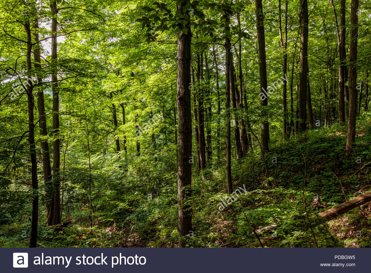 Eastern Deciduous Forest Stock Photos & Eastern Deciduous Forest Stock
