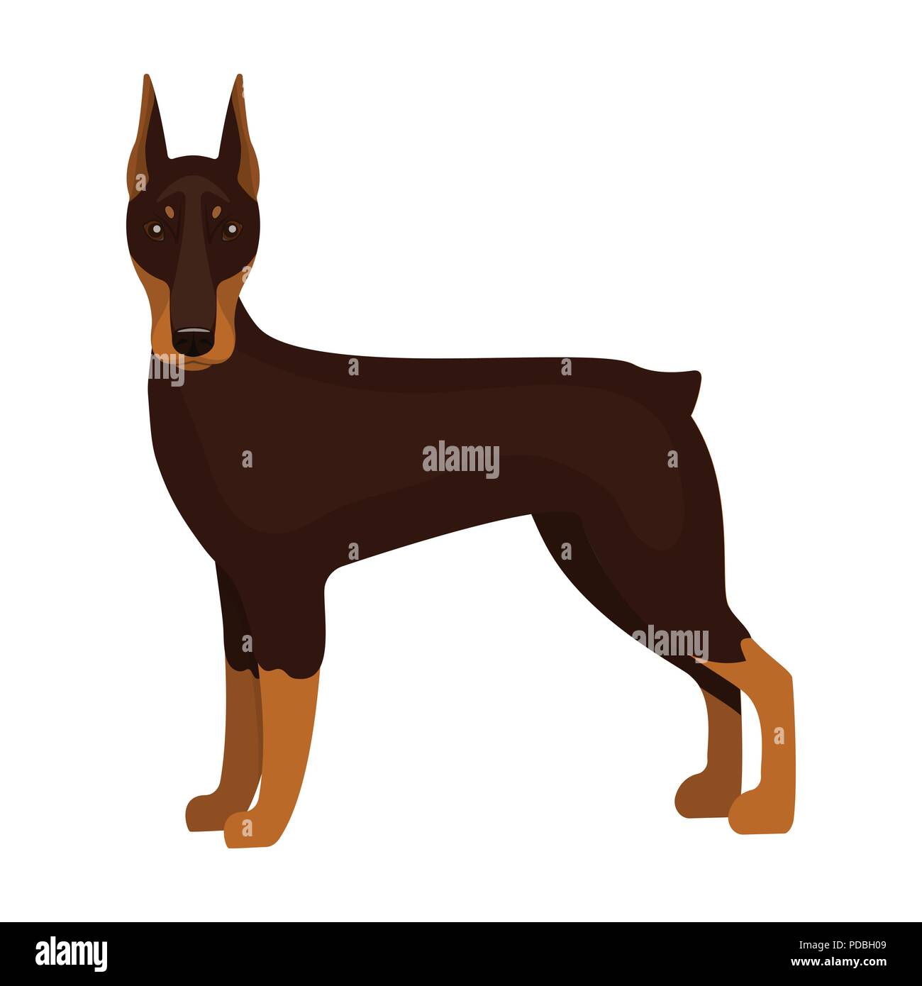 Doberman, single icon in cartoon style.Doberman, vector symbol stock ...