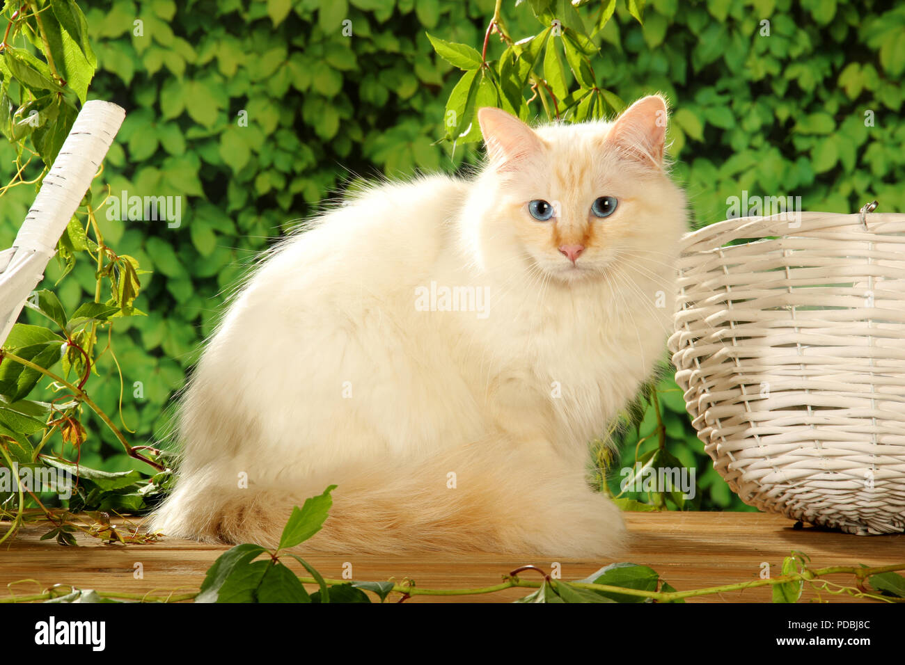 Birman Cat Price Australia 81021+ Nama Untuk Kucing Comel, Lucu dan Unik