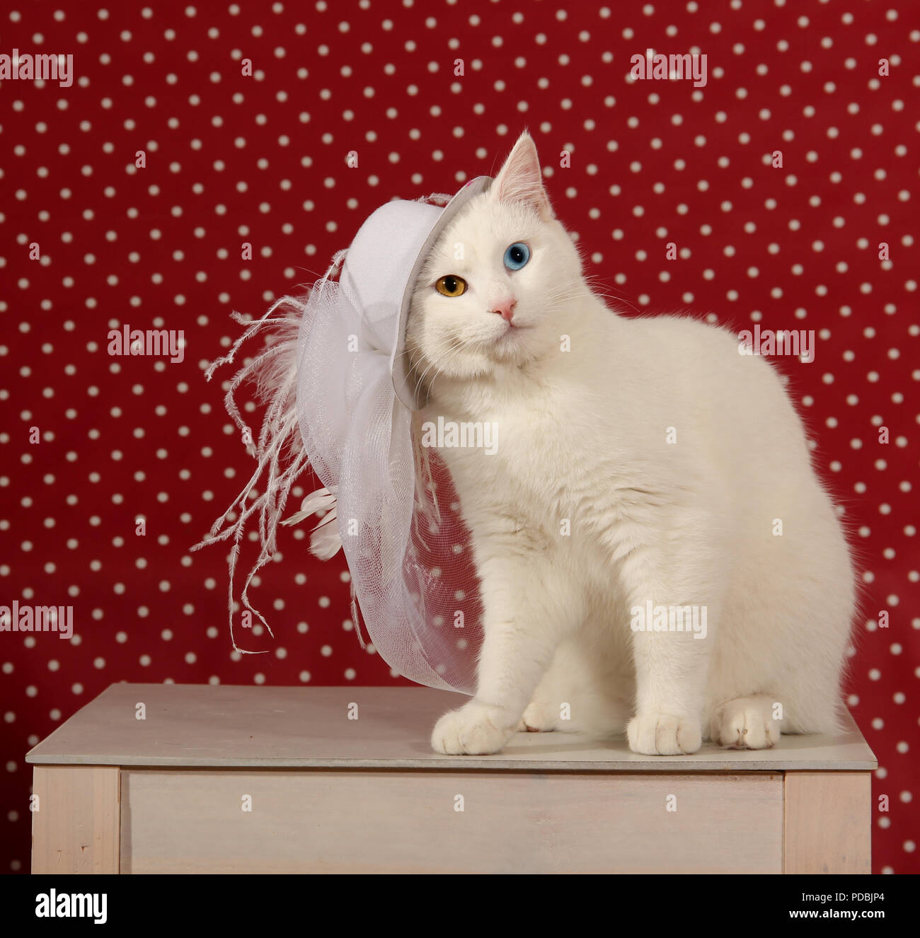 white domestic cat, odd eyed, with a hat Stock Photo