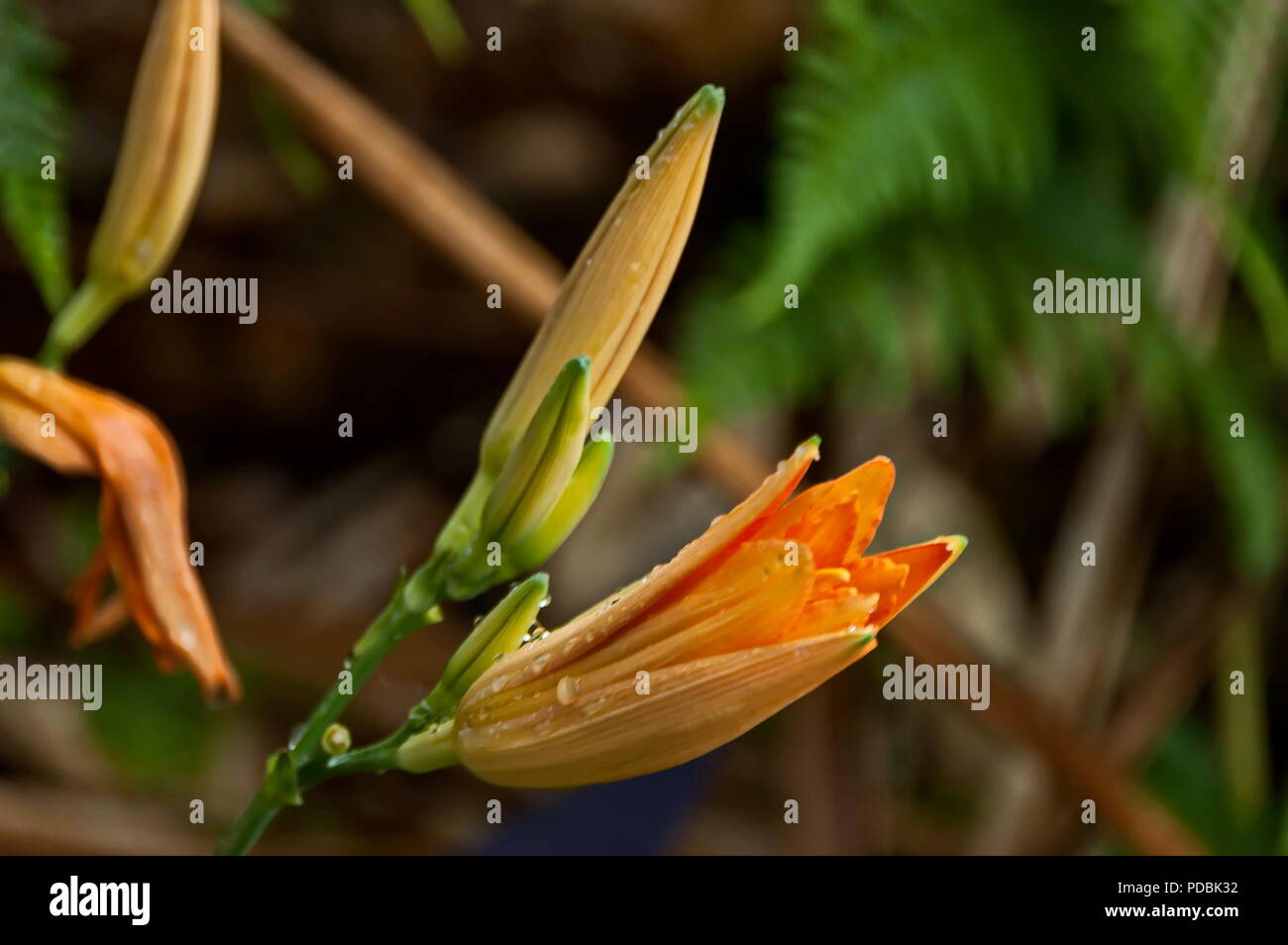 Morning wet flowers with drops after rainy night in Sabie, South Africa Stock Photo