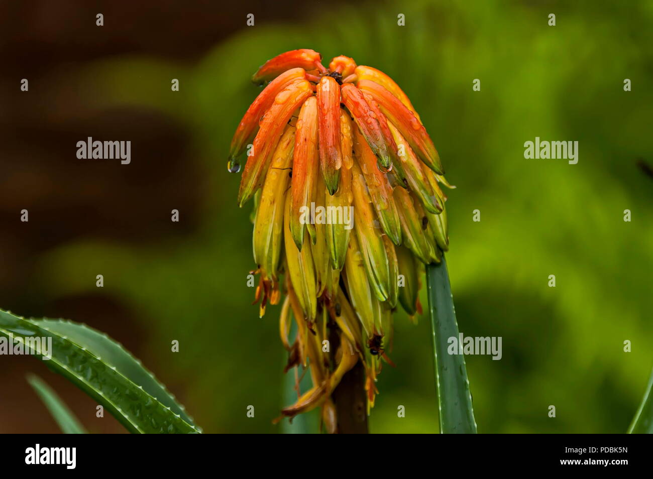 Morning wet flowers with drops after rainy night in Sabie, South Africa Stock Photo