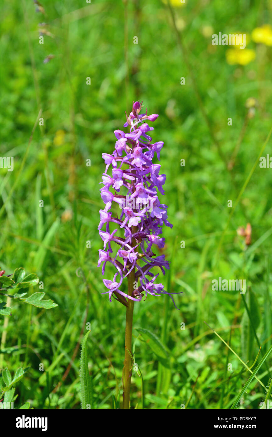 Fragrant Orchid Stock Photo