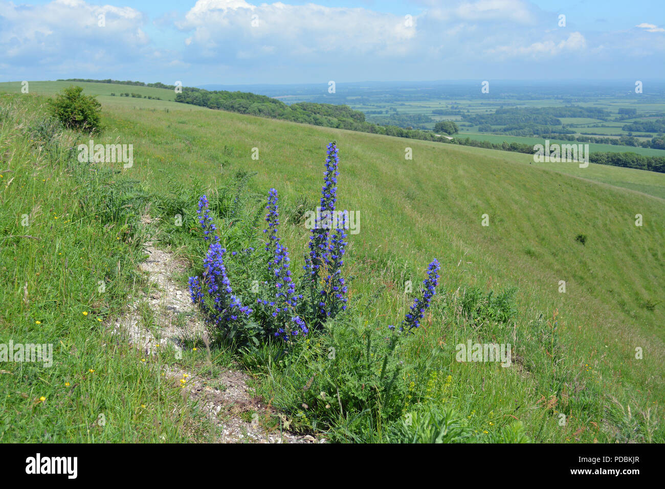 Vipers Bugloss Stock Photo