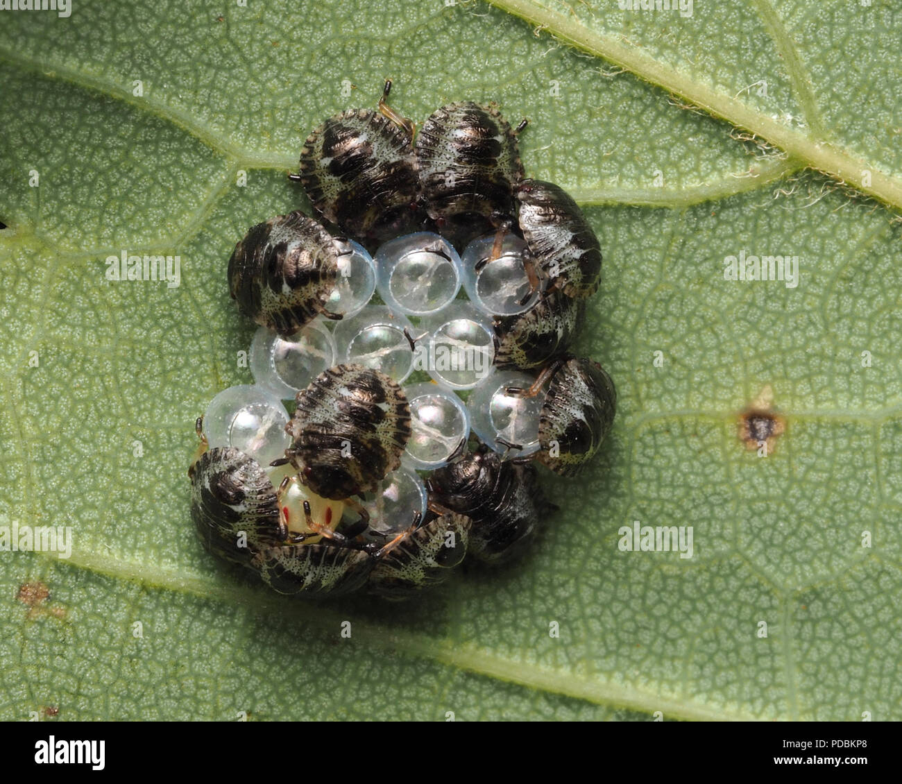 Newly hatched forest Shieldbug nymphs (Pentatoma rufipes) on underside of sycamore leaf with one unhatched egg. Tipperary, Ireland Stock Photo