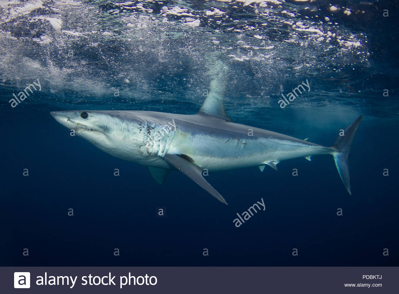 Mako Shark Teeth High Resolution Stock Photography and Images - Alamy