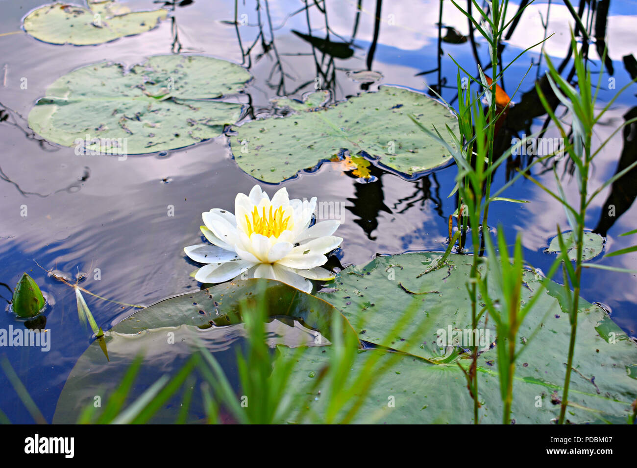Beautiful water Lily in full bloom. Stock Photo