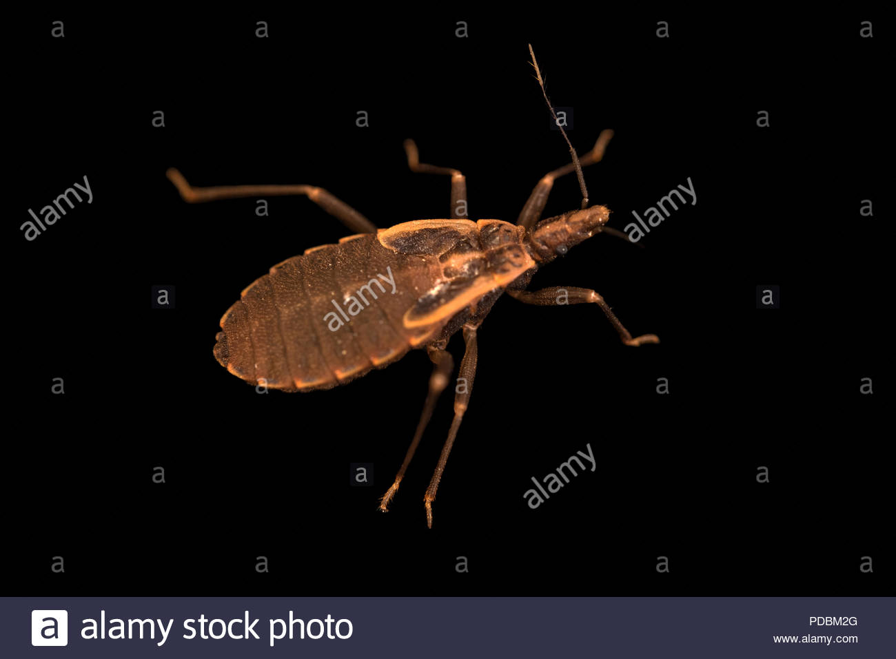 Kissing Bug Stock Photos & Kissing Bug Stock Images Alamy