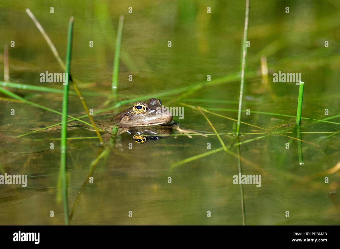 Grenouille de Lesson - portrait - Pool Frog - Rana lessonae Stock Photo