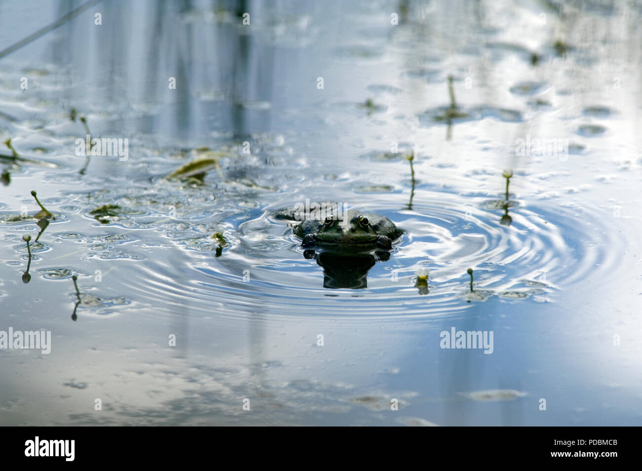 Grenouille rieuse - Marsh Frog - Rana ridibunda Stock Photo