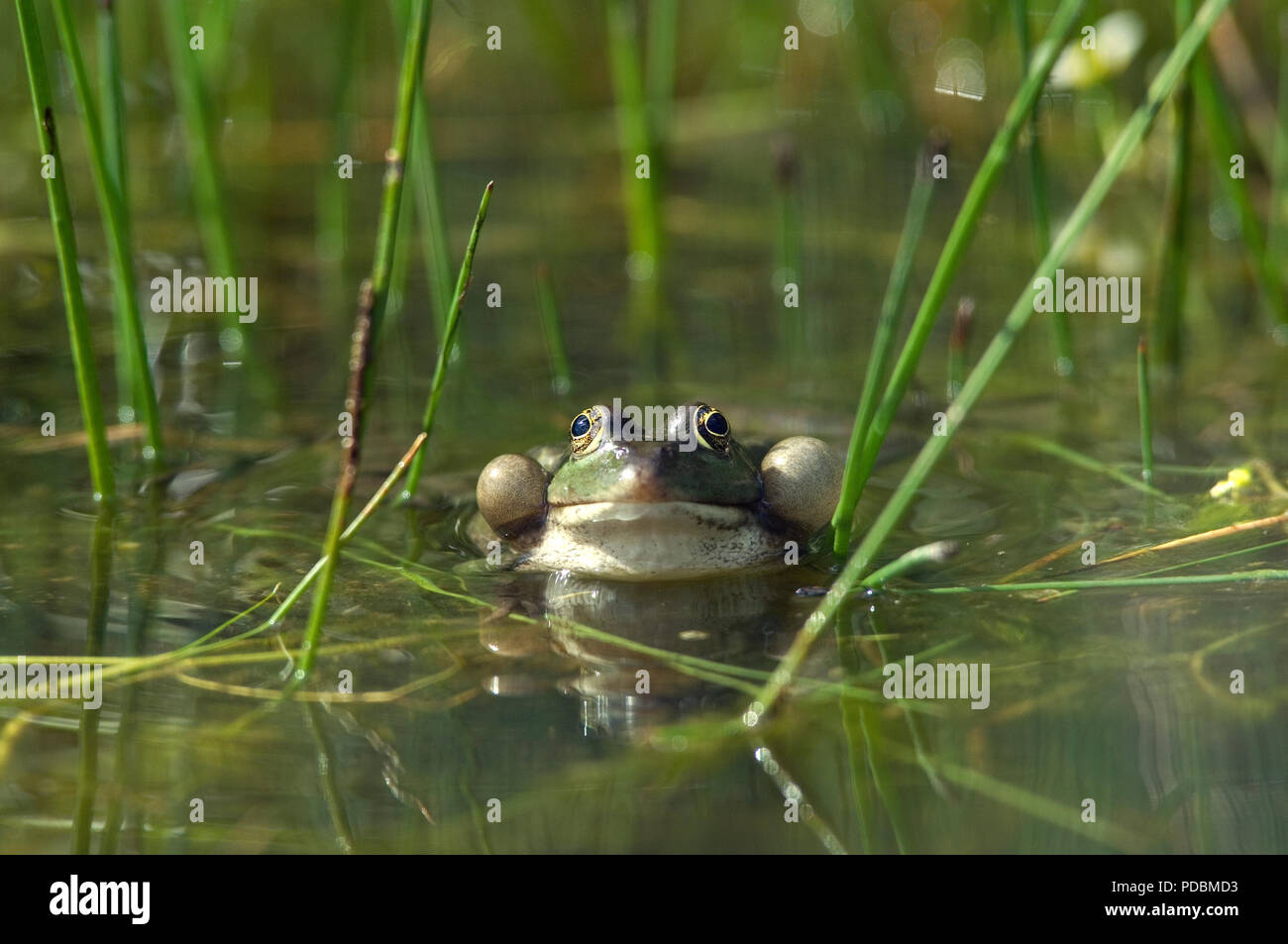 Grenouille rieuse - Sacs vocaux gonflés - Marsh Frog - Vocal sacs inflated - Rana ridibunda Stock Photo