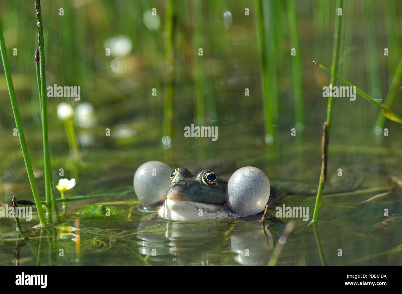 Grenouille verte ou comestible - sacs vocaux gonflés - Edible Frog -  Inflated vocal sacs - Rana esculenta Stock Photo - Alamy