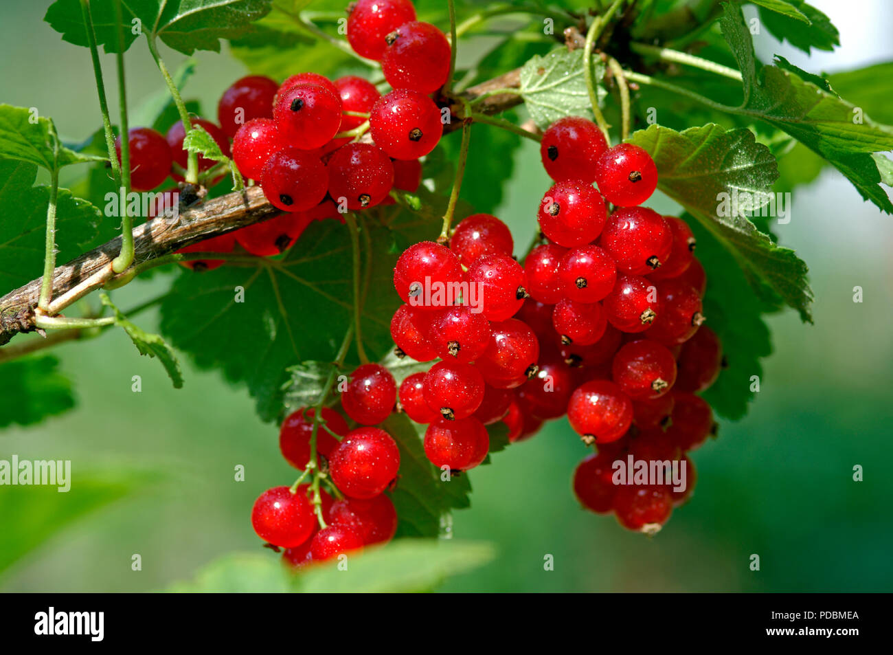 Groseille rouge - Redcurrant - Ribes rubrum Stock Photo - Alamy