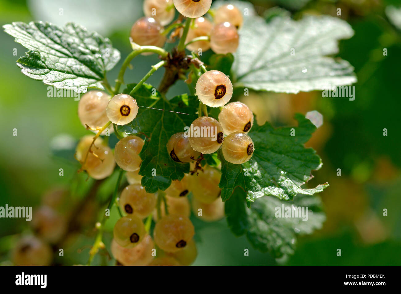 Groseille hires stock photography and images Alamy
