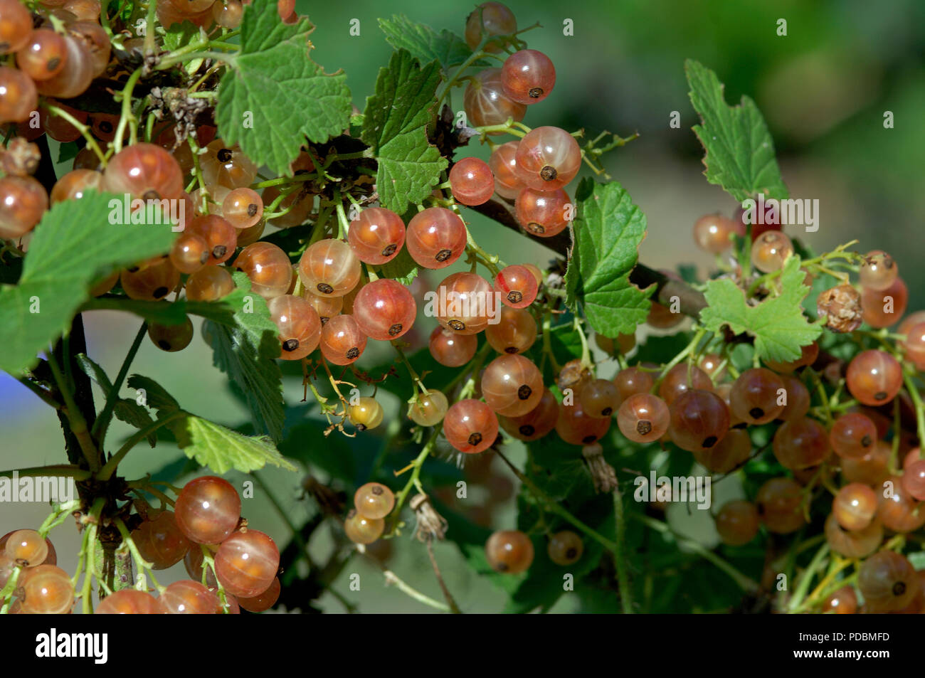 Groseille blanche White Currant Ribes rubrum Stock Photo Alamy