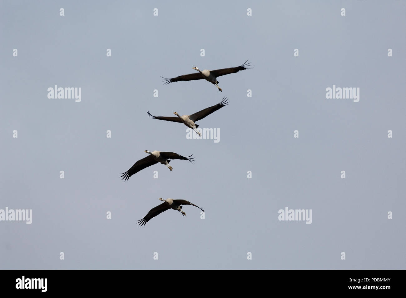 Grues cendrées - vol - Cranes - flight - Megalornis grus Stock Photo ...