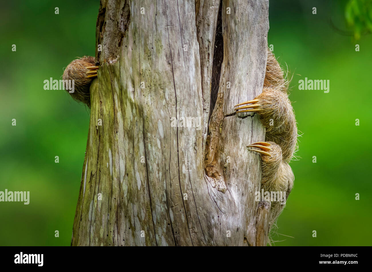 Sloth Costa Rica Brown Throated Three Toed Sloth Stock Photos & Sloth