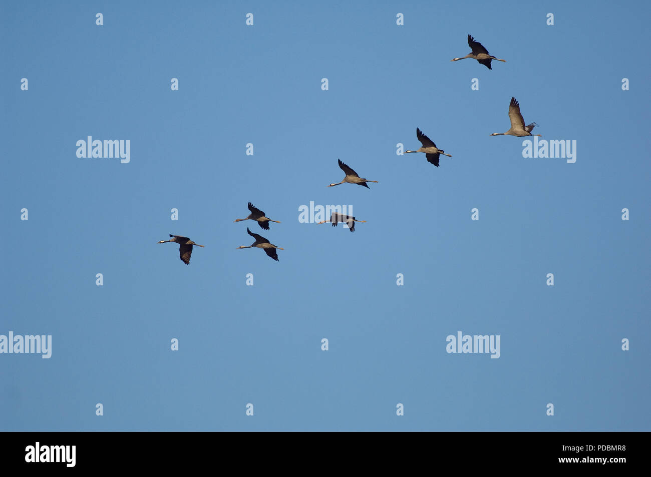 Grues cendrées - vol - Common Cranes - flight - Megalornis grus Stock Photo