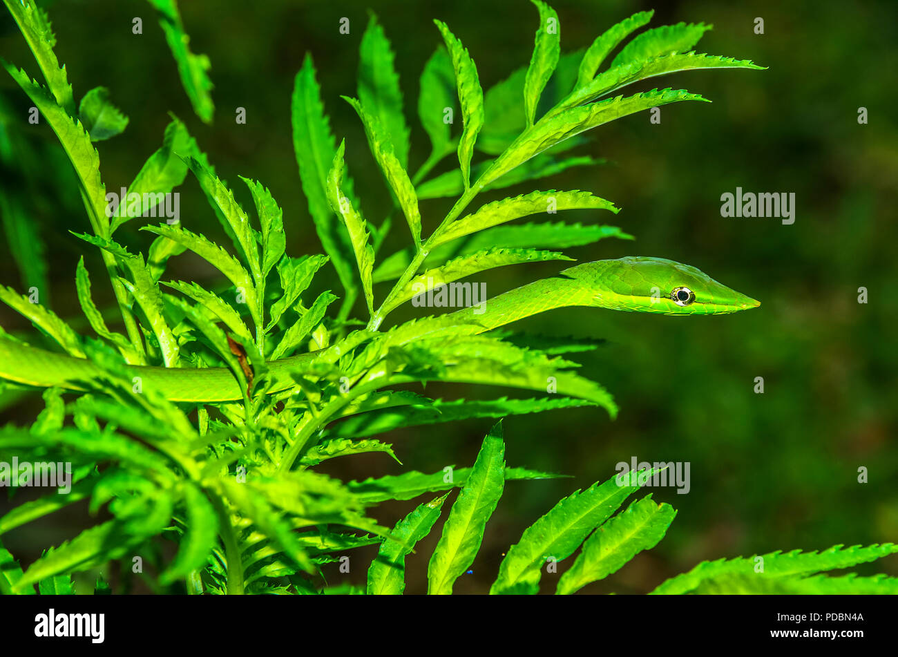 green vine snake image taken in Panama Stock Photo