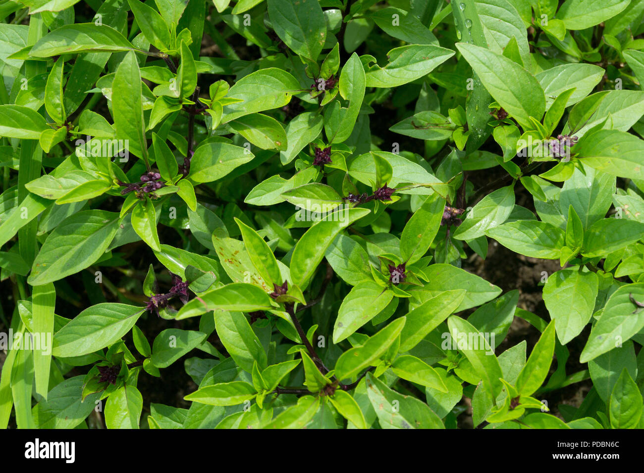 Thai basil is a type of basil native to Southeast Asia. its flavor