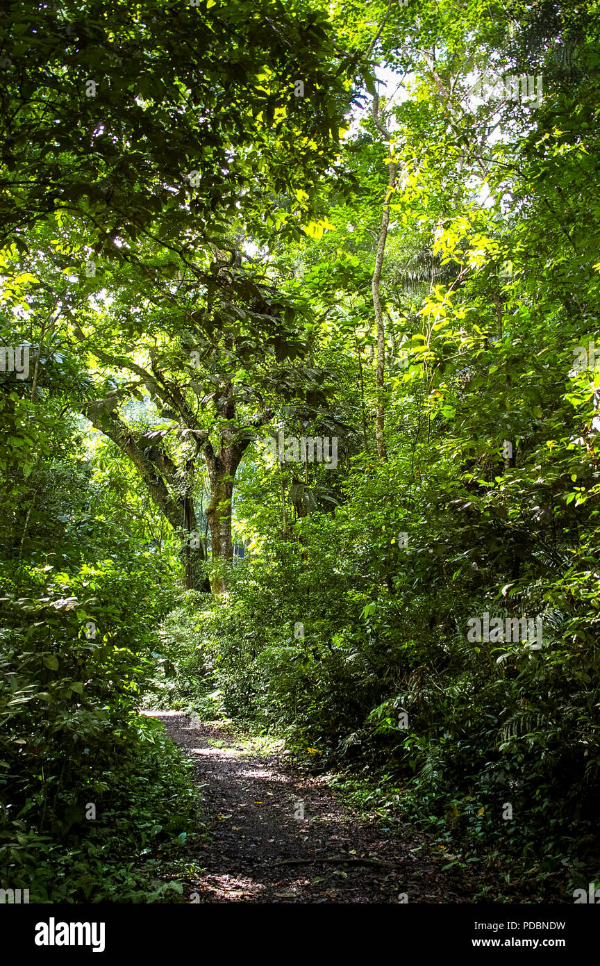 Teak wood plantation hi-res stock photography and images - Alamy