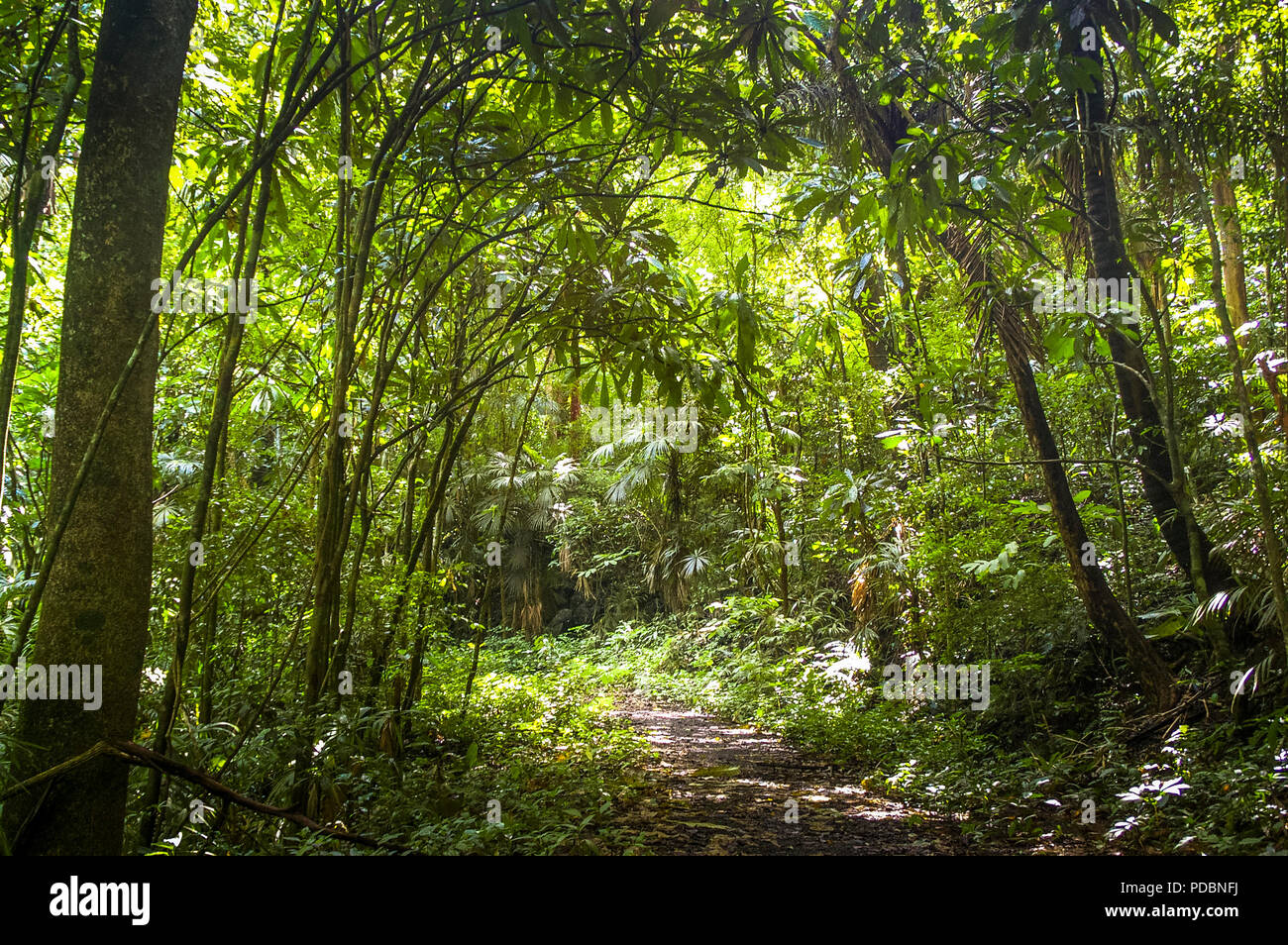 Teak wood plantation hi-res stock photography and images - Alamy