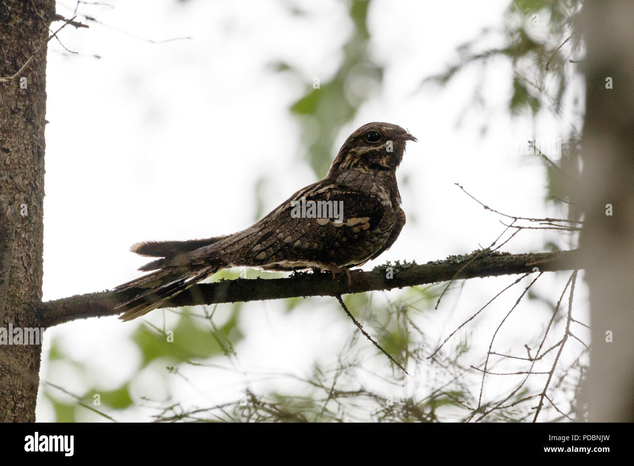 European Nightjar (Caprimulgus europaeus). Moscow region, Russia. Stock Photo