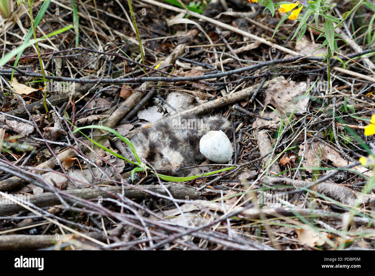 Caprimulgus europaeus. The nest of the European Nightjar in nature.  Moscow region, Russia. Stock Photo
