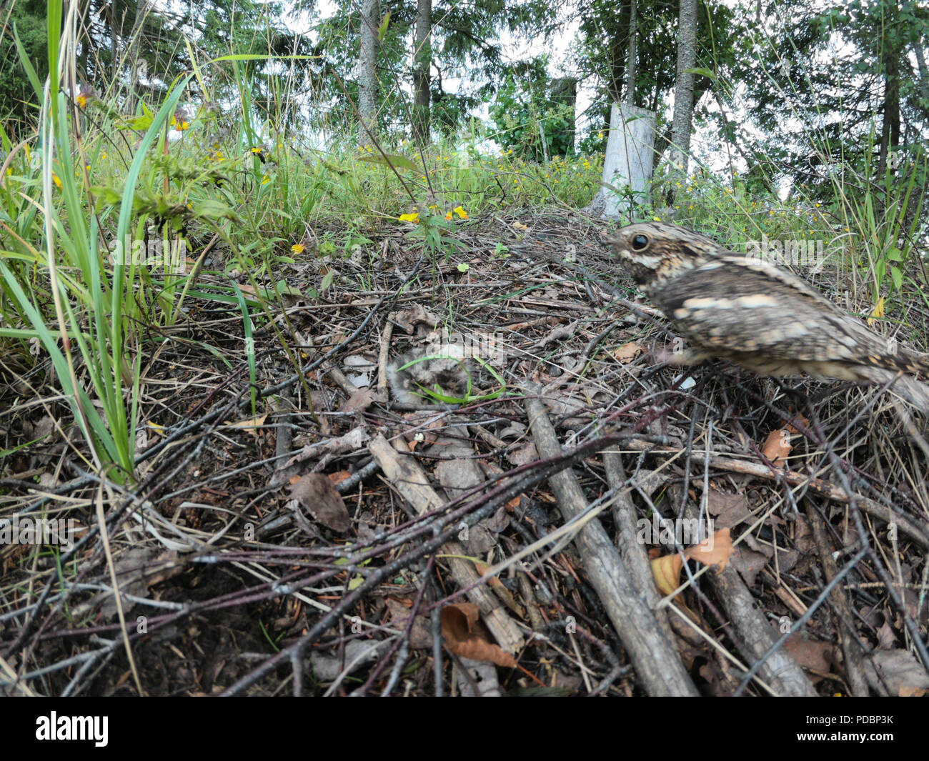 Caprimulgus europaeus. The nest of the European Nightjar in nature.  Moscow region, Russia. Stock Photo