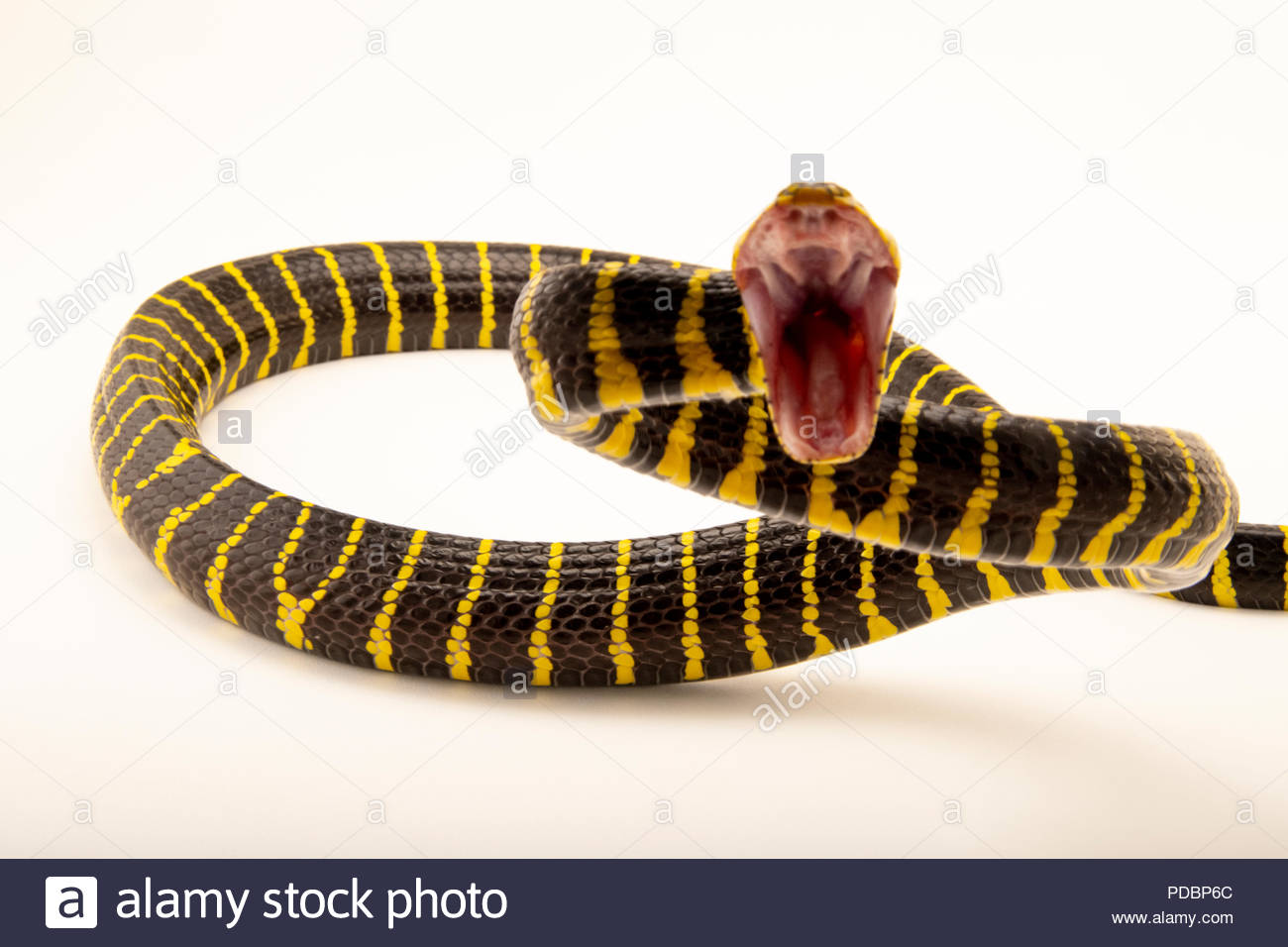 Philippine Mangrove Snake Boiga Dendrophila Multicincta At The
