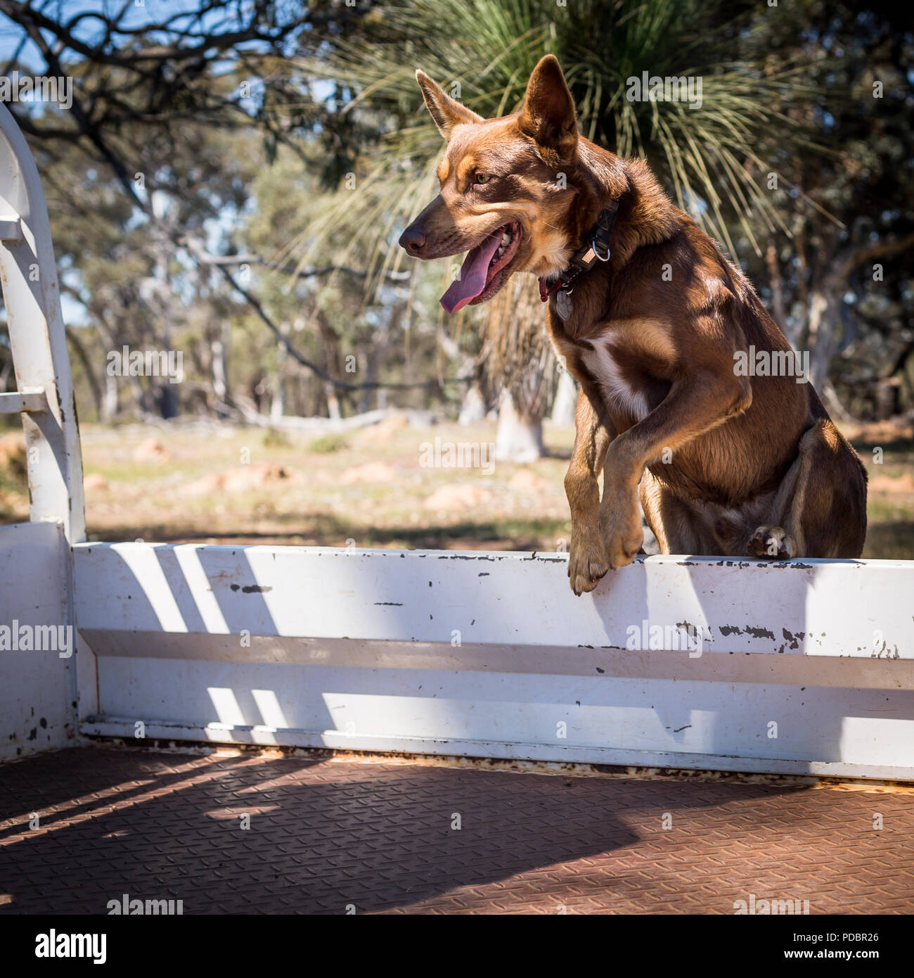 Kelpie jumping into back of ute on farm Stock Photo