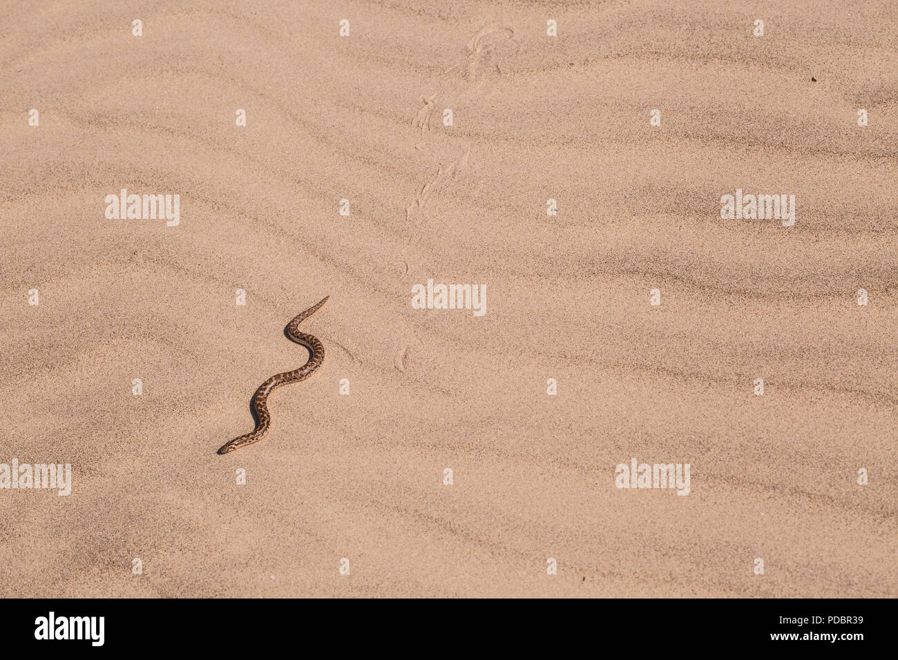 Javelin sand boa (Eryx jaculus) in the sand. This snake is found in Eastern Europe, the Caucasus, the Middle East, and Africa. Photographed in Israel  Stock Photo